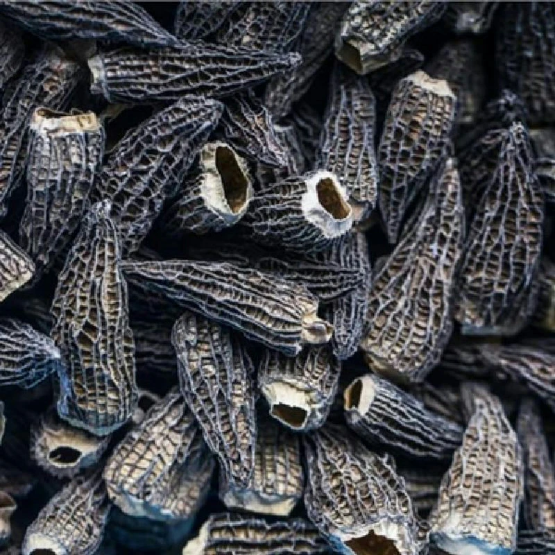Murklor Torkade Giga 8 cm Gourmetengros 200 g 318517 by Gourmetengros color Svart